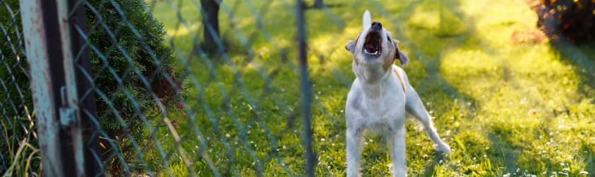 dog barking